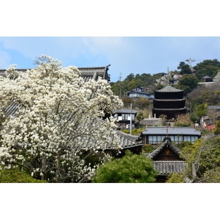 天寧寺のハクモクレン