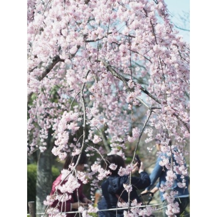 千光寺公園の枝垂桜