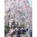 千光寺公園の枝垂桜