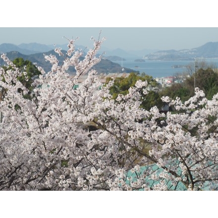 千光寺公園の桜越しの風景