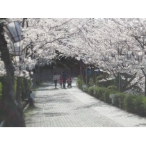 千光寺公園の桜越しの風景風景