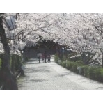 千光寺公園の桜越しの風景風景