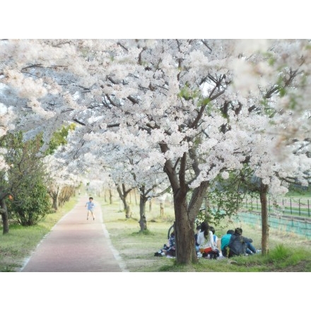 黒崎水路の桜風景