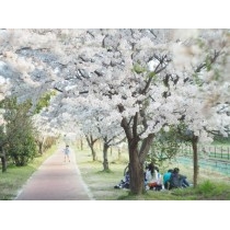 黒崎水路の桜風景