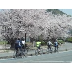 桜としまなみ海道サイクリング