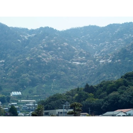 観音山の山桜