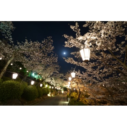 千光寺公園の夜桜