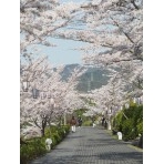 桜咲く千光寺公園