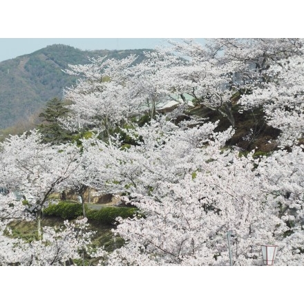 桜咲く千光寺公園