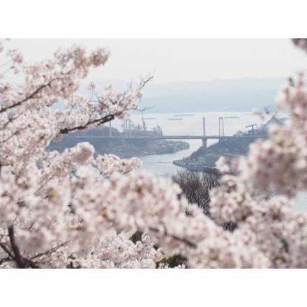 千光寺公園から見る桜風景