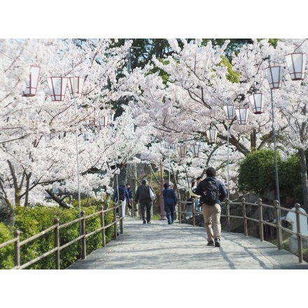 千光寺公園の桜風景