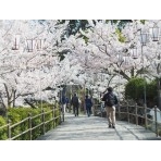 千光寺公園の桜風景