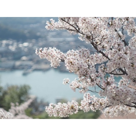 千光寺公園から見る桜越しの風景