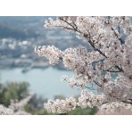 千光寺公園から見る桜越しの風景