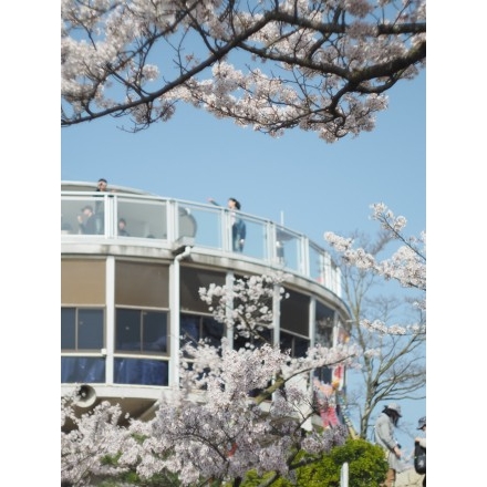 千光寺公園の桜風景