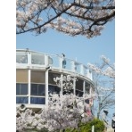 千光寺公園の桜風景