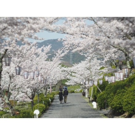 千光寺公園の桜風景