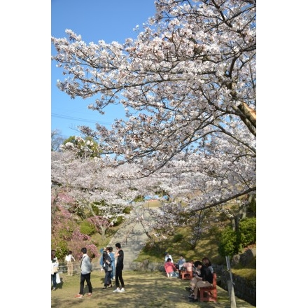 千光寺公園の桜風景