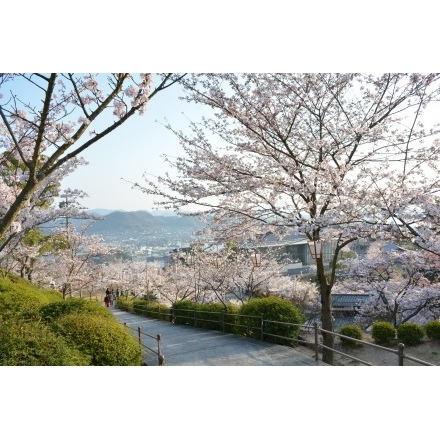 千光寺公園の桜風景