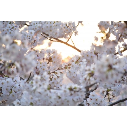 千光寺公園の夕桜