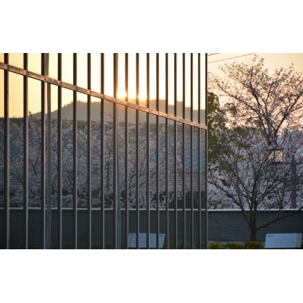 千光寺公園の夕桜