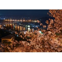 千光寺公園の夜桜越しの風景