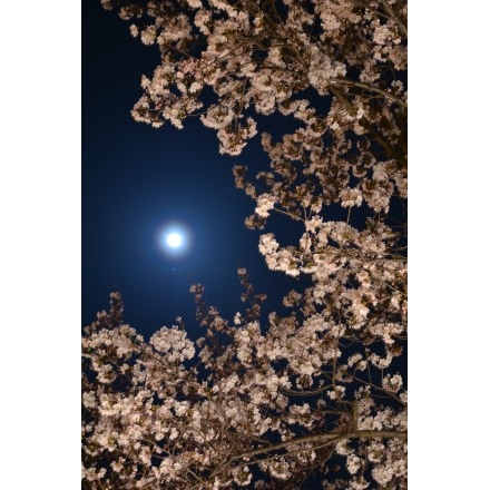 千光寺公園の夜桜と月