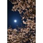 千光寺公園の夜桜と月