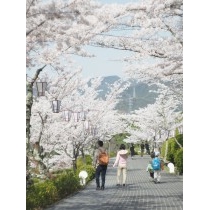 桜咲く千光寺公園