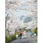 桜咲く千光寺公園