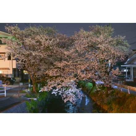 桜土手の夜桜