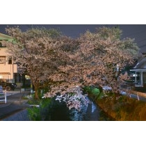 桜土手の夜桜