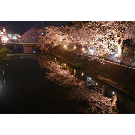 桜土手の夜桜