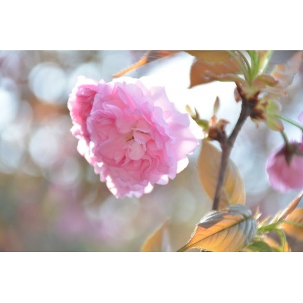 千光寺公園の八重桜