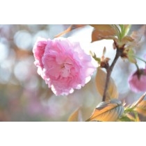 千光寺公園の八重桜