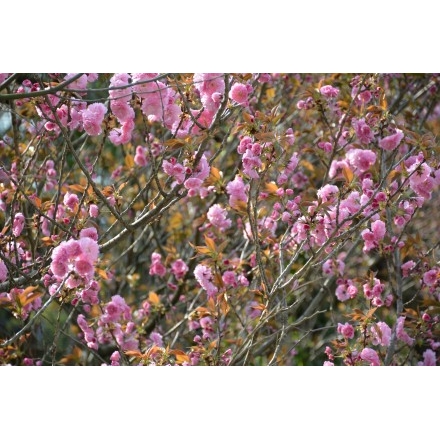 千光寺公園の八重桜