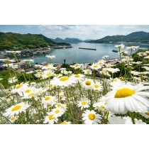 重井西港斜面の除虫菊