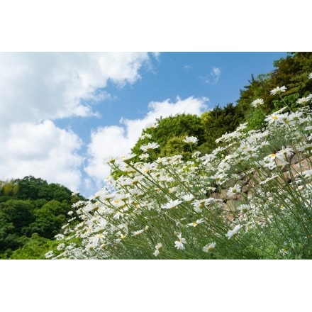 重井西港斜面の除虫菊