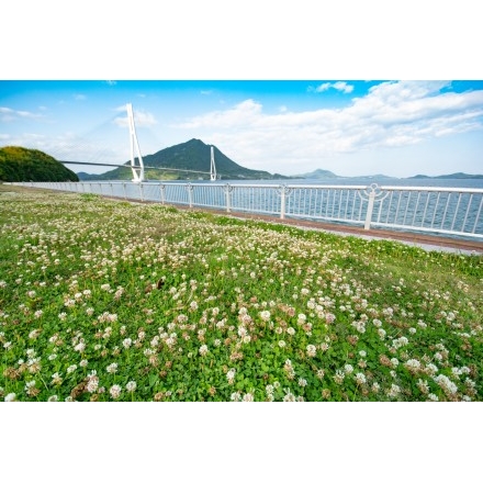 No.4500 多々羅しまなみ公園から見たしまなみ海道多々羅大橋