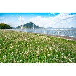 多々羅しまなみ公園から見たしまなみ海道多々羅大橋