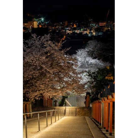 ライトアップされた西國寺参道の夜桜