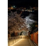 ライトアップされた西國寺参道の夜桜