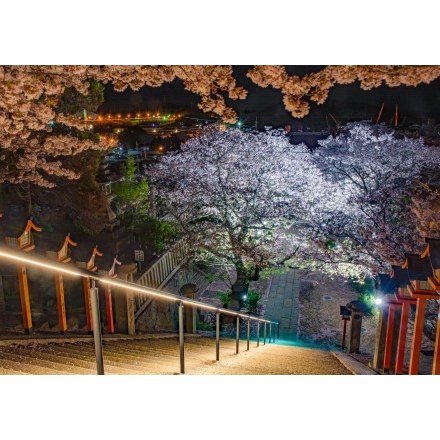 No.4513 ライトアップされた西國寺参道の夜桜