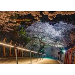 ライトアップされた西國寺参道の夜桜