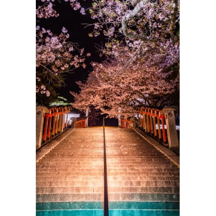 ライトアップされた西國寺参道の夜桜