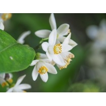 柑橘の花