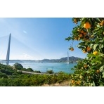 色付く柑橘としまなみ海道多々羅大橋