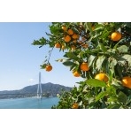 色付く柑橘としまなみ海道多々羅大橋