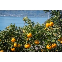 レモン谷の色付いた柑橘