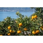 レモン谷の色付いた柑橘